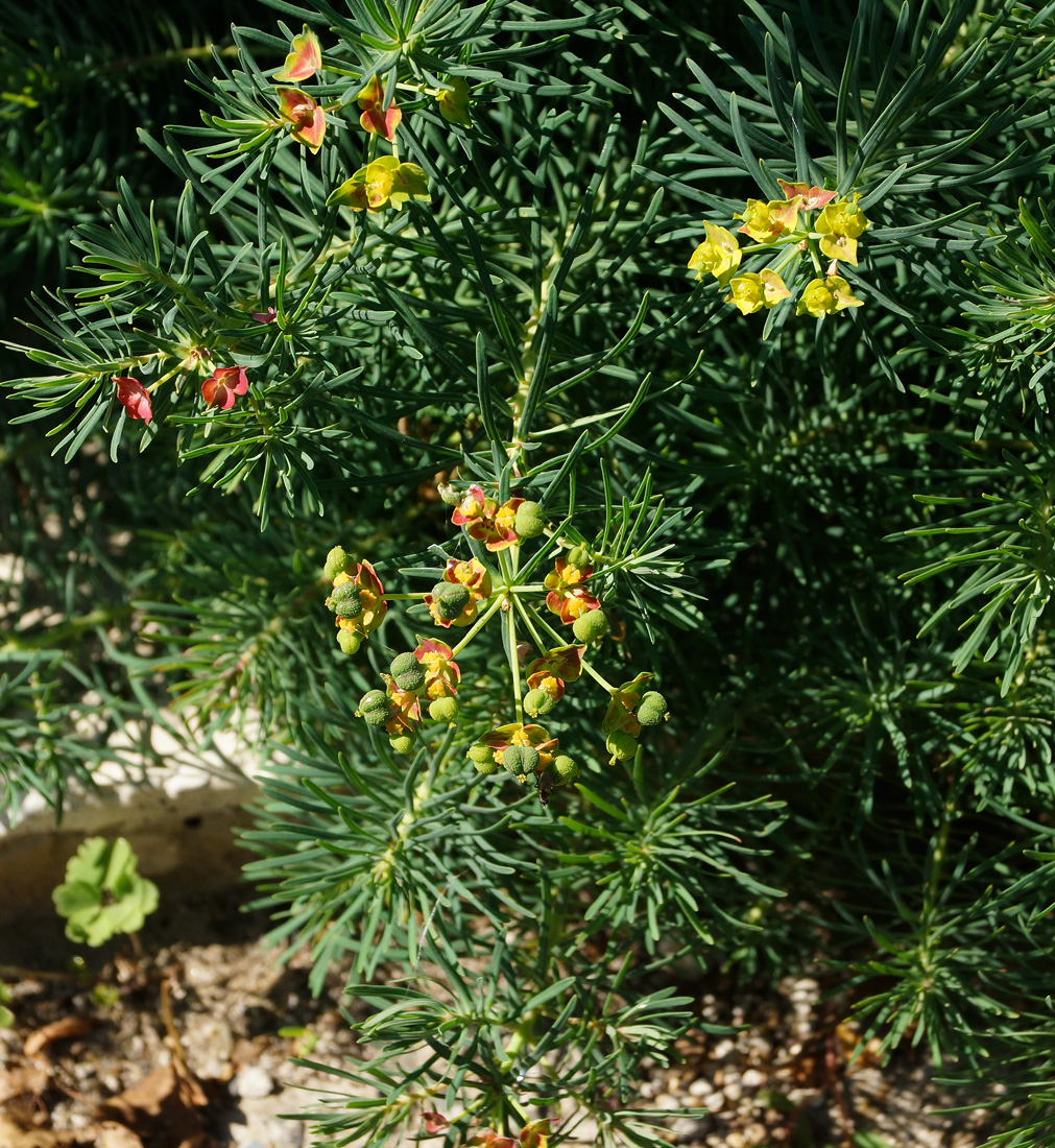 Изображение особи Euphorbia cyparissias.