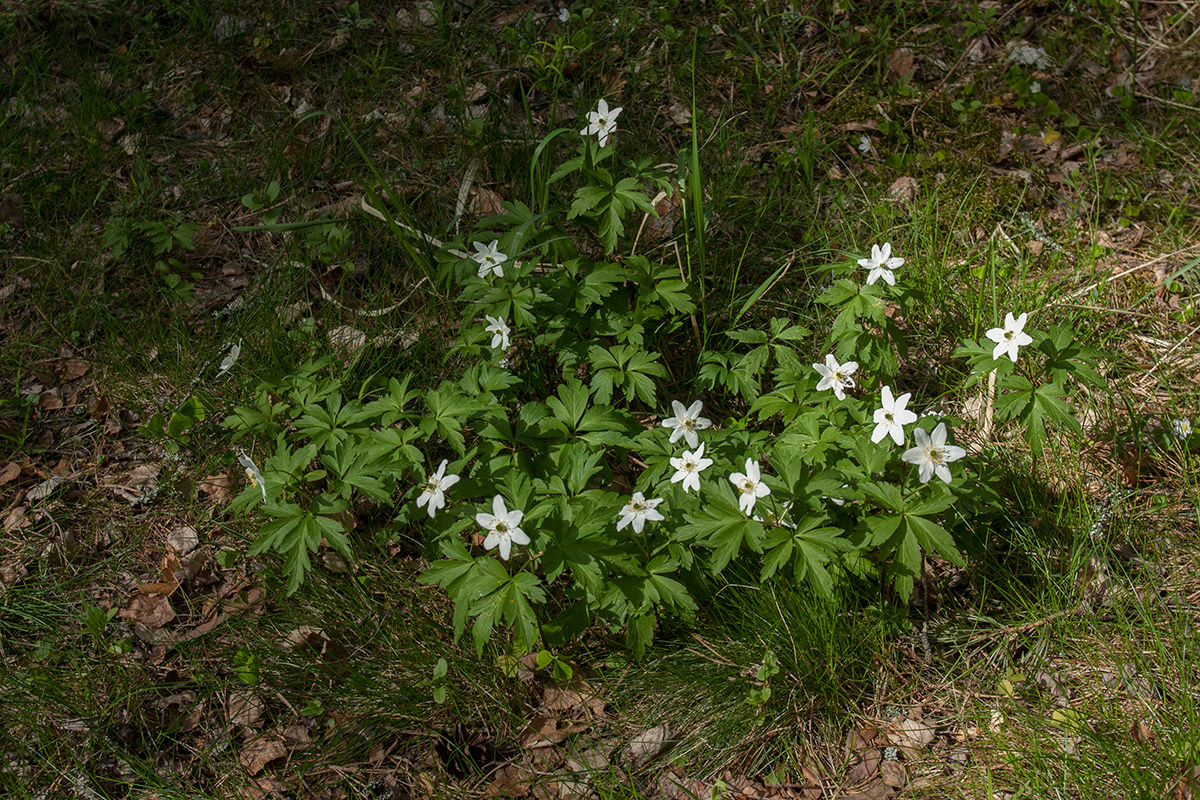 Изображение особи Anemone nemorosa.