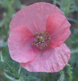 Papaver rhoeas