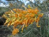 Grevillea juncifolia. Соцветие ('Midas touch'). Австралия, г. Брисбен, ботанический сад. 07.08.2016.