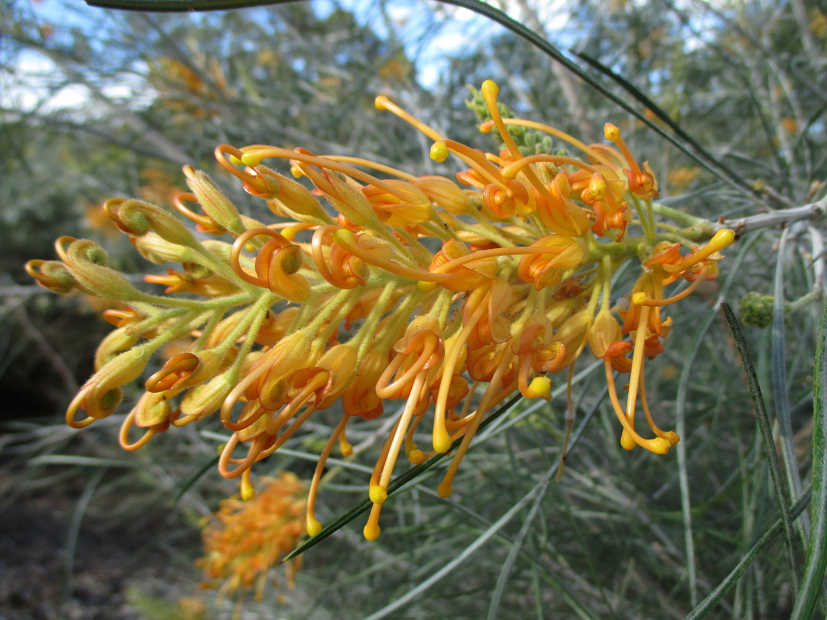 Image of Grevillea juncifolia specimen.