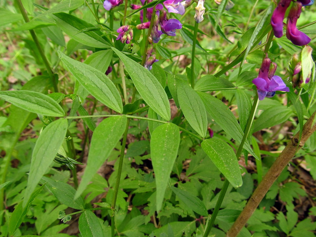 Изображение особи Lathyrus vernus.