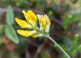 Lathyrus pratensis. Верхушка побега с соцветием. Карелия, Заонежье, край соснового бора у границы с песчаным пляжем. 25.07.2017.