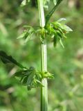 Rumex pulcher