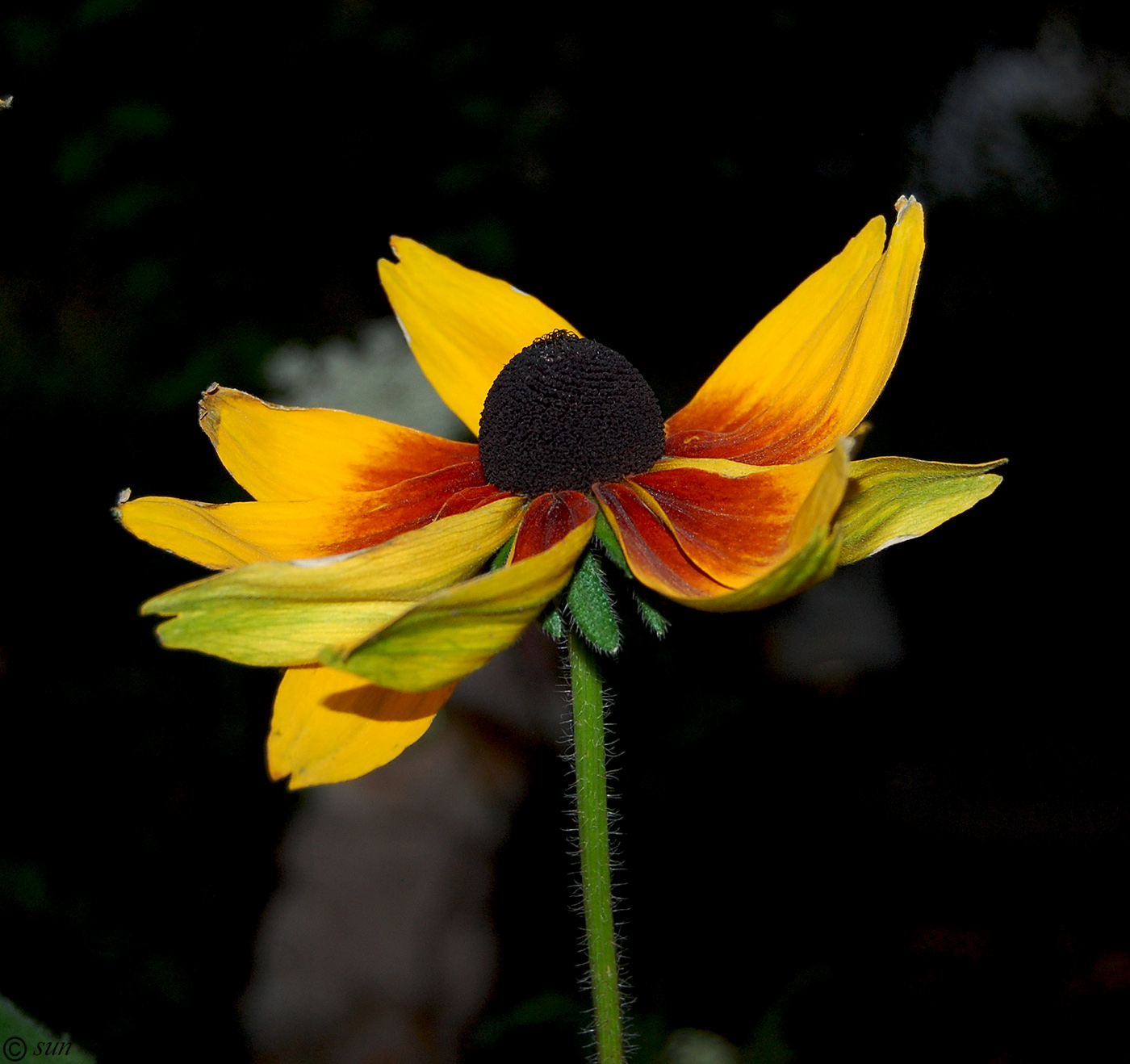 Image of Rudbeckia hirta specimen.