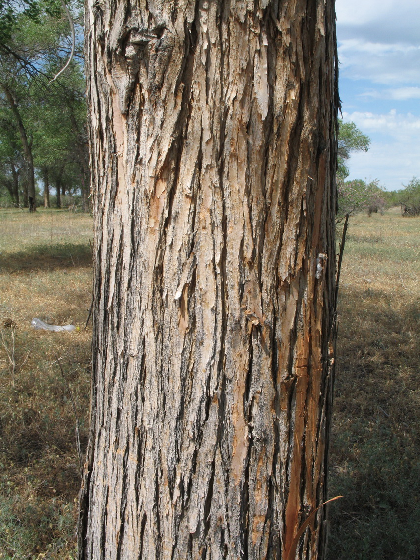 Изображение особи Populus diversifolia.