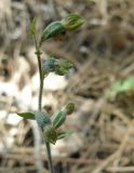 Epipactis microphylla