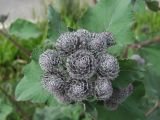 Arctium tomentosum