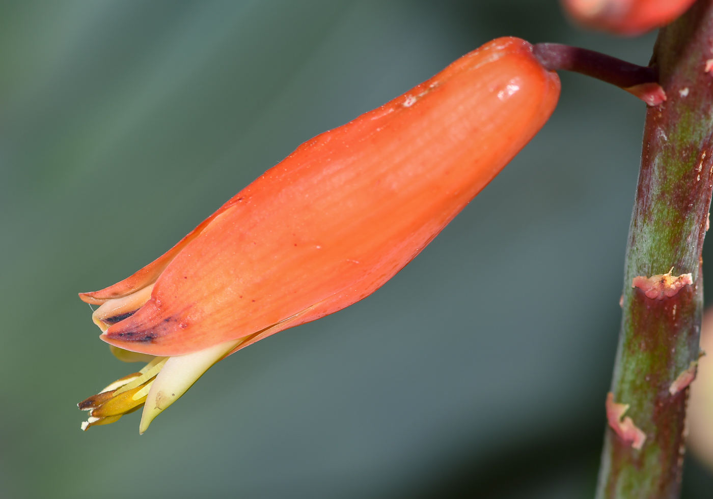 Изображение особи Aloe plicatilis.