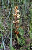 Orobanche alba