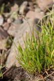 Plantago maritima. Плодоносящее растение. Ленинградская обл., Кингисеппский р-н, окр. дер. Урмизно, мыс Дубовский, близ брошенного поста технического наблюдения 6-й погранзаставы, берег Финского залива, каменистый марш. 25.08.2019.