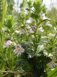 Euphrasia brevipila