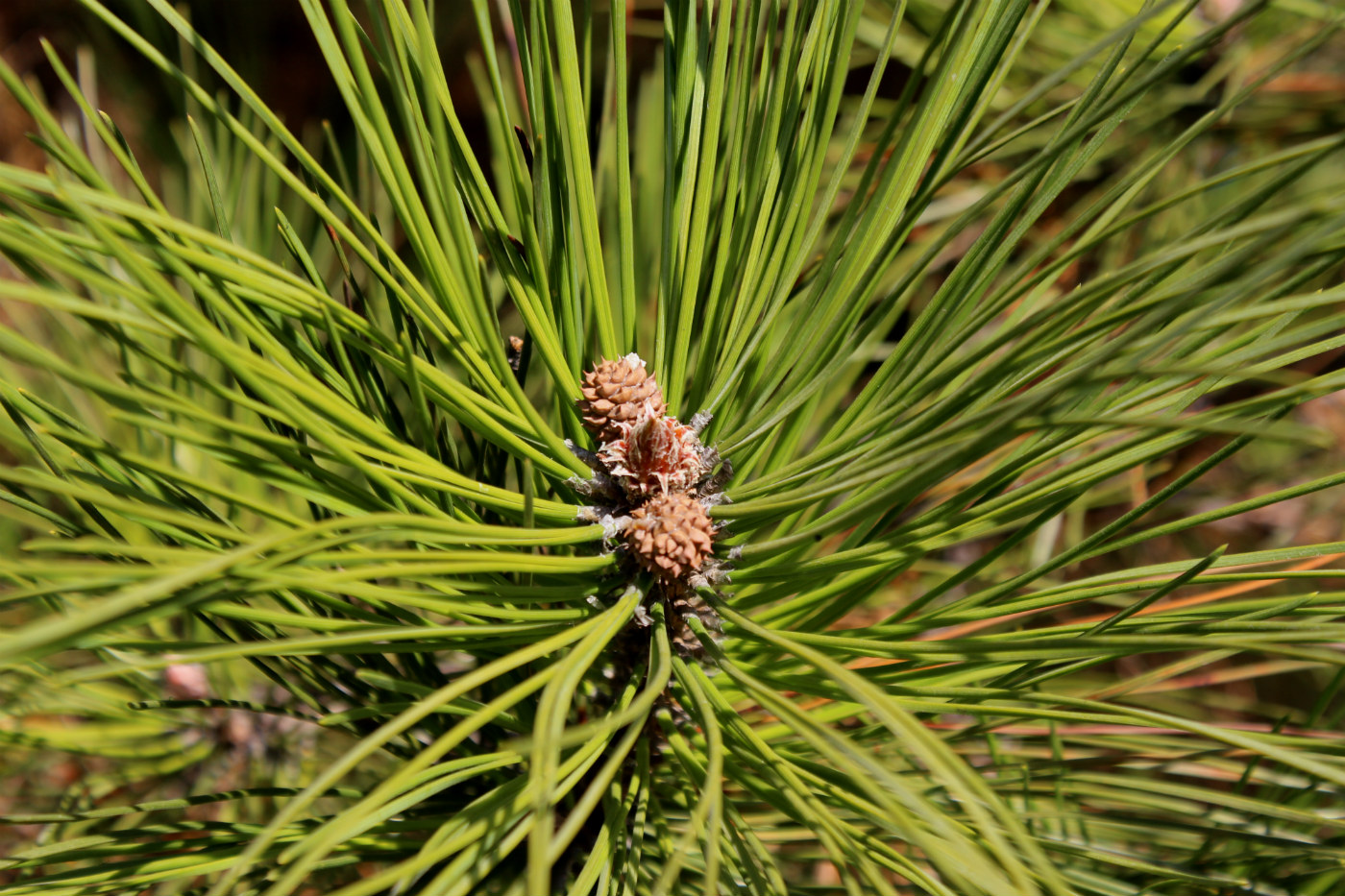 Изображение особи род Pinus.