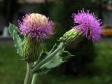 Cirsium ochrolepideum