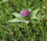 Trifolium pratense. Верхушка цветущего растения. Калужская обл., Боровский р-н, окр. дер. Чёлохово, сенокосный луг на старой залежи. 13 июня 2020 г.