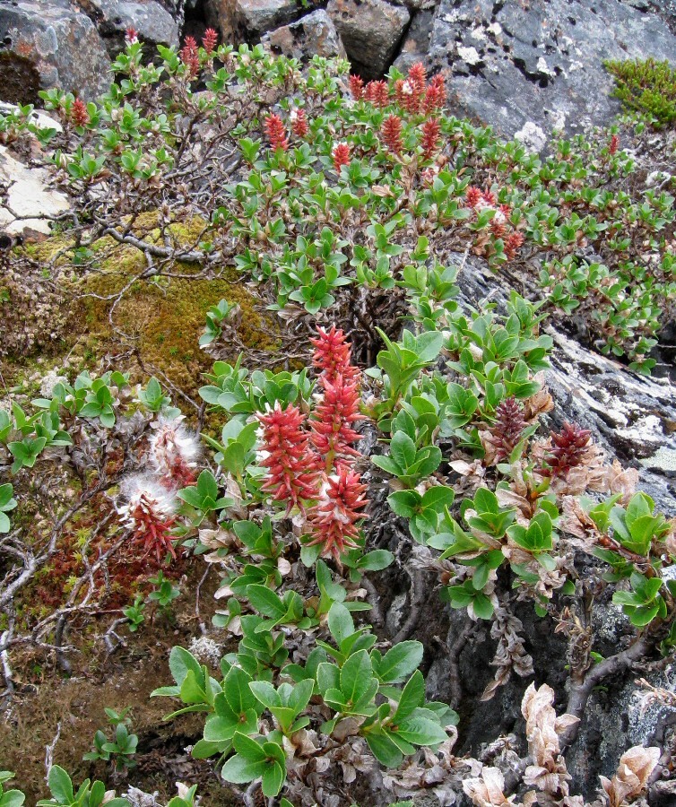 Изображение особи Salix myrsinites.