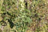 Aconitum barbatum