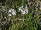 Cardamine pratensis. Верхушки цветущих растений. Иркутская обл., Слюдянский р-н, окр. мыса Шаманский, заболоченный луг. 09.06.2021.