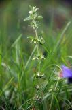 Sideritis montana