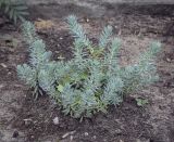 Sedum reflexum