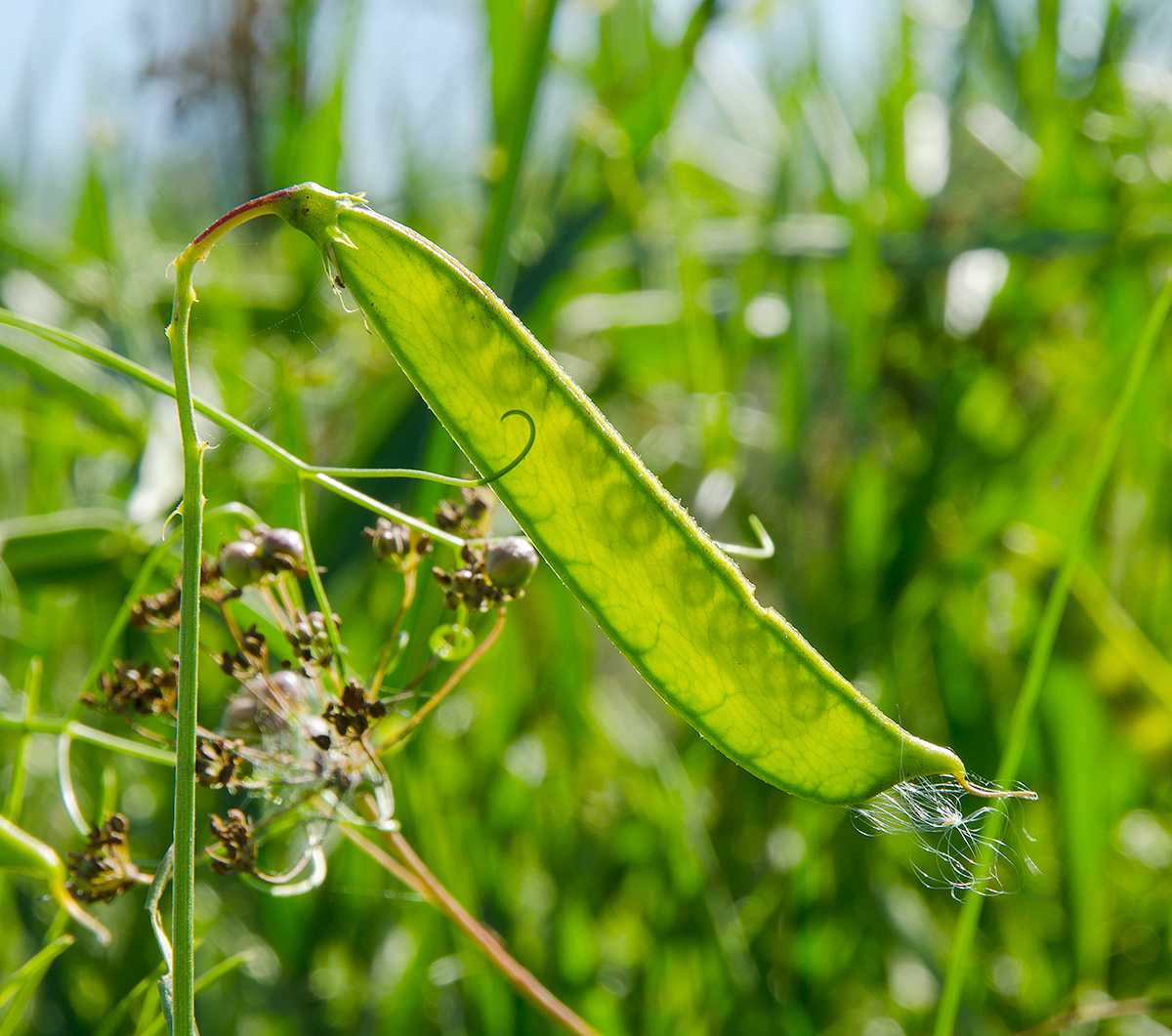 Изображение особи Lathyrus sylvestris.