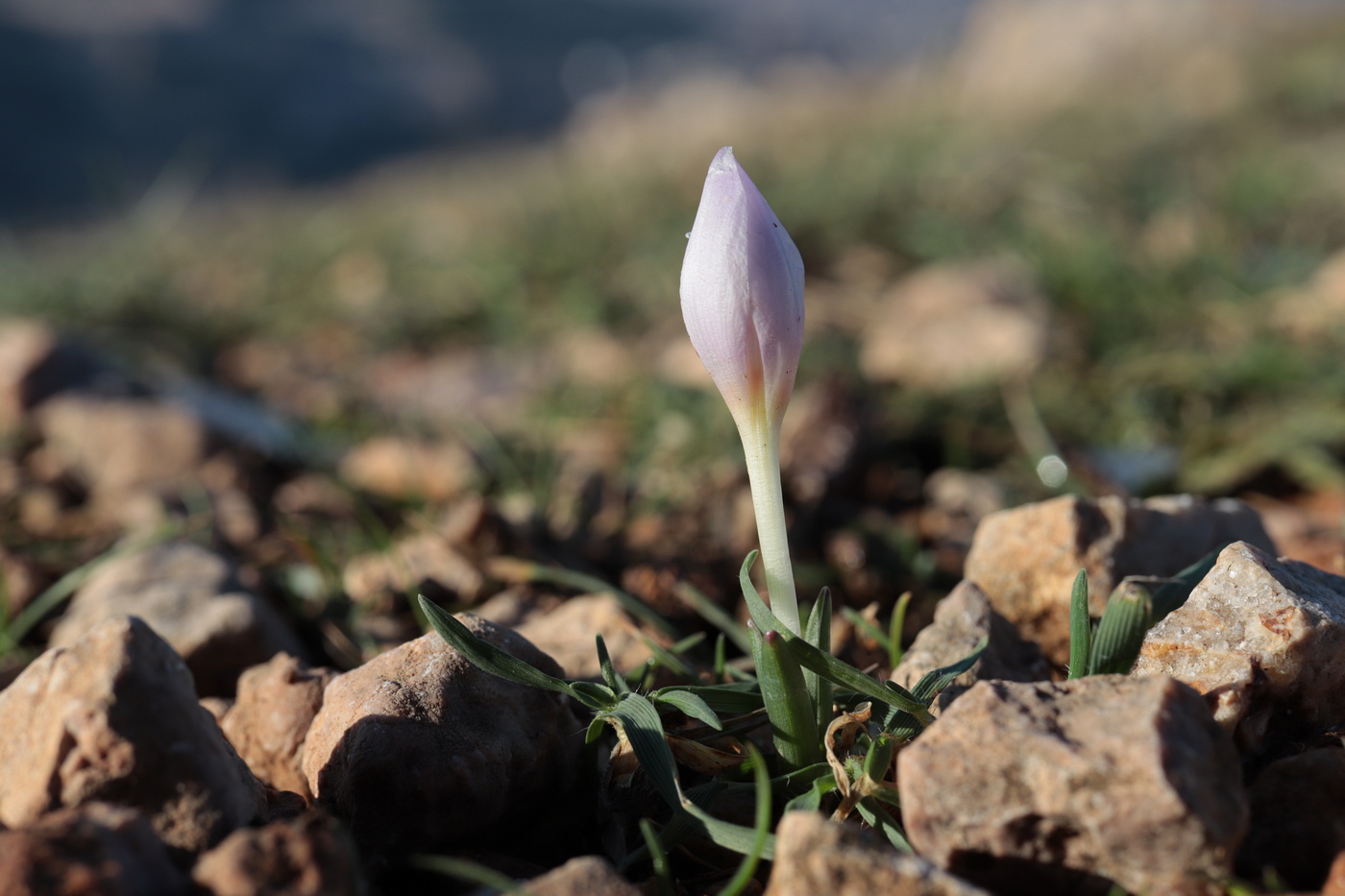 Изображение особи Colchicum triphyllum.