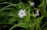 Fimbripetalum radians. Цветок в каплях воды. Сахалин, Макаровский гор. округ, бухта Тихая, приморский луг. 16.08.2022.