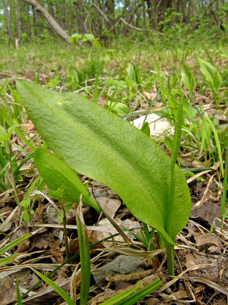 Image of Ophioglossum vulgatum specimen.