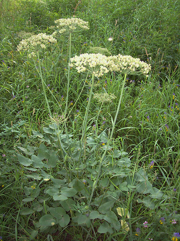Изображение особи Laserpitium latifolium.