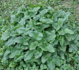 Arum italicum ssp. albispathum