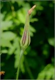 Tragopogon orientalis. Отцветшее соцветие. Чувашия, г. Шумерля, коллективный сад \"Здоровье\". 30 июня 2011 г.
