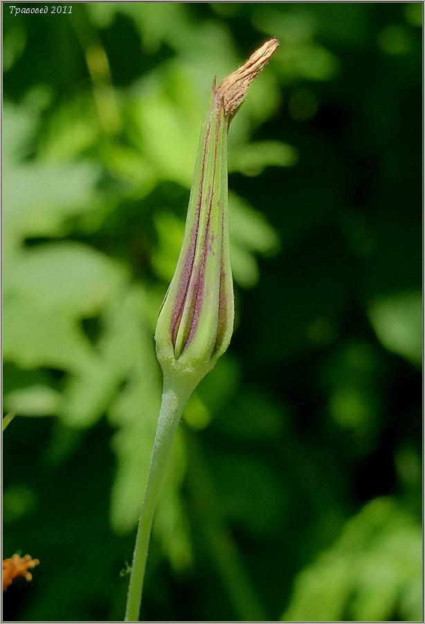 Изображение особи Tragopogon orientalis.