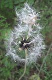 Lactuca tuberosa. Соплодия. Южный Берег Крыма, Артек, приморский склон. 9 июля 2010 г.