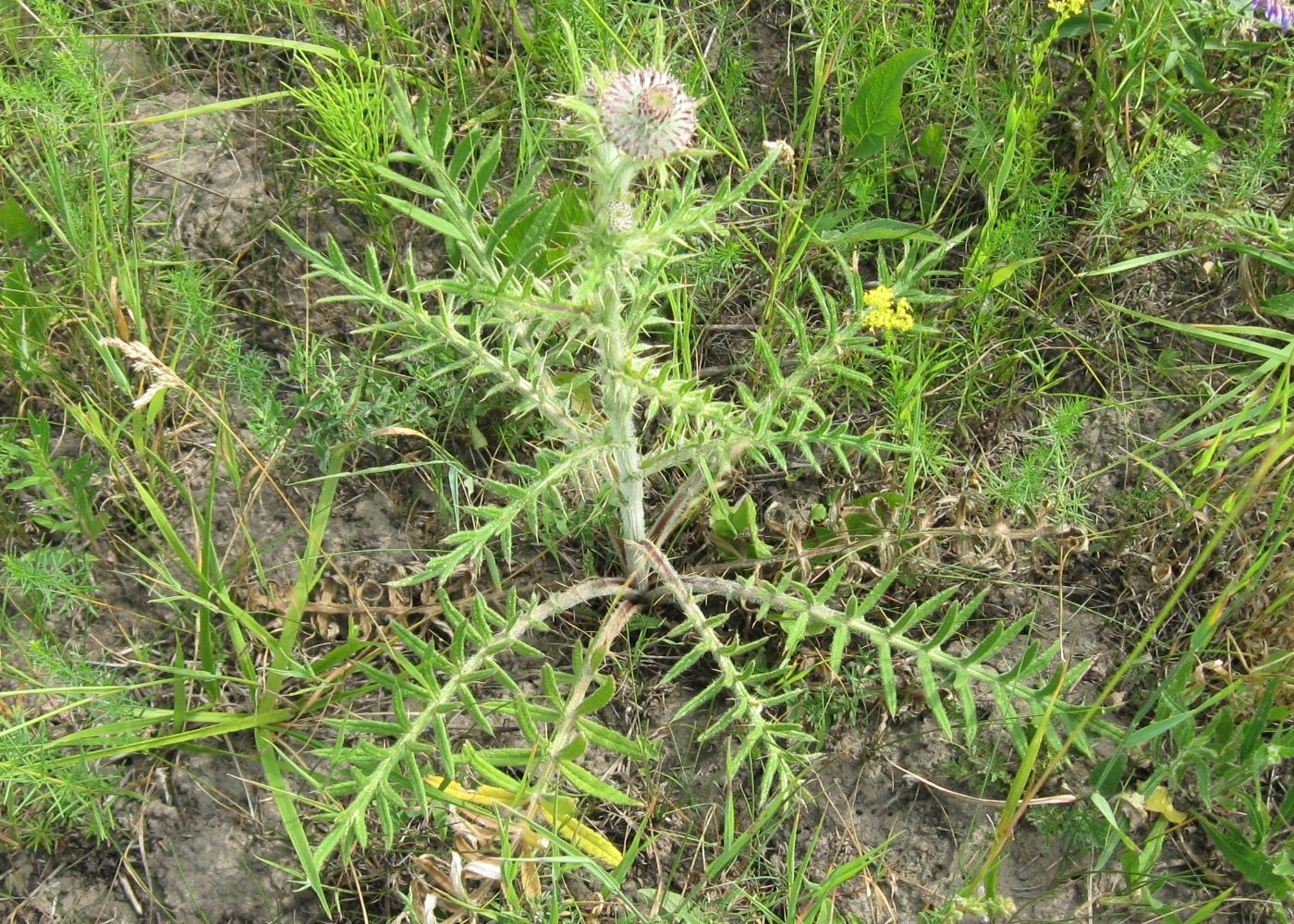 Изображение особи Cirsium polonicum.