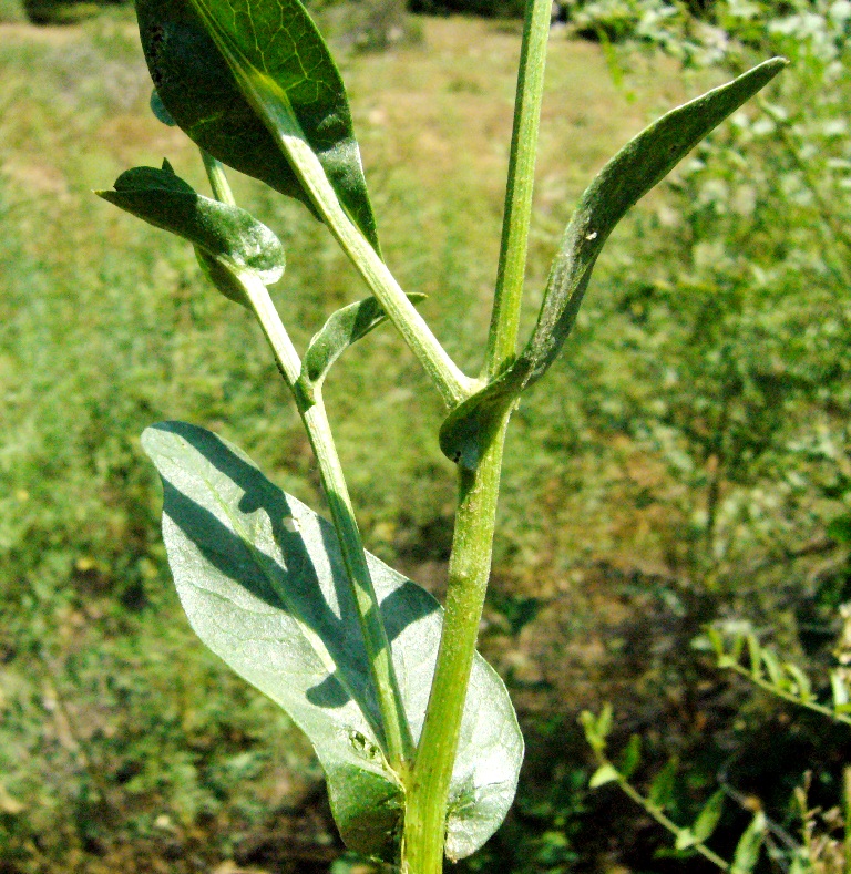 Изображение особи Centaurea behen.