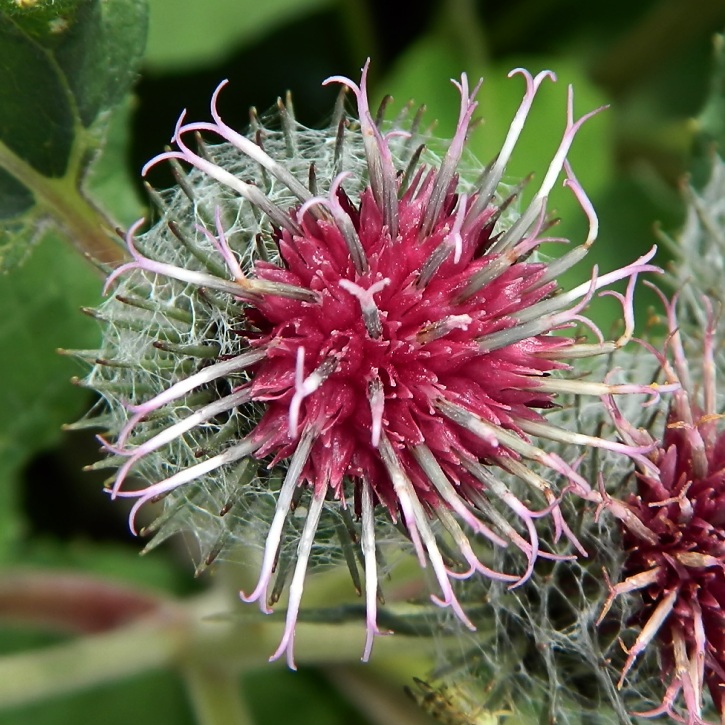 Изображение особи Arctium tomentosum.