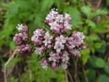 род Valeriana. Соцветие. Хабаровский край, Ванинский р-н, бухта Сизиман. 03.07.2010.