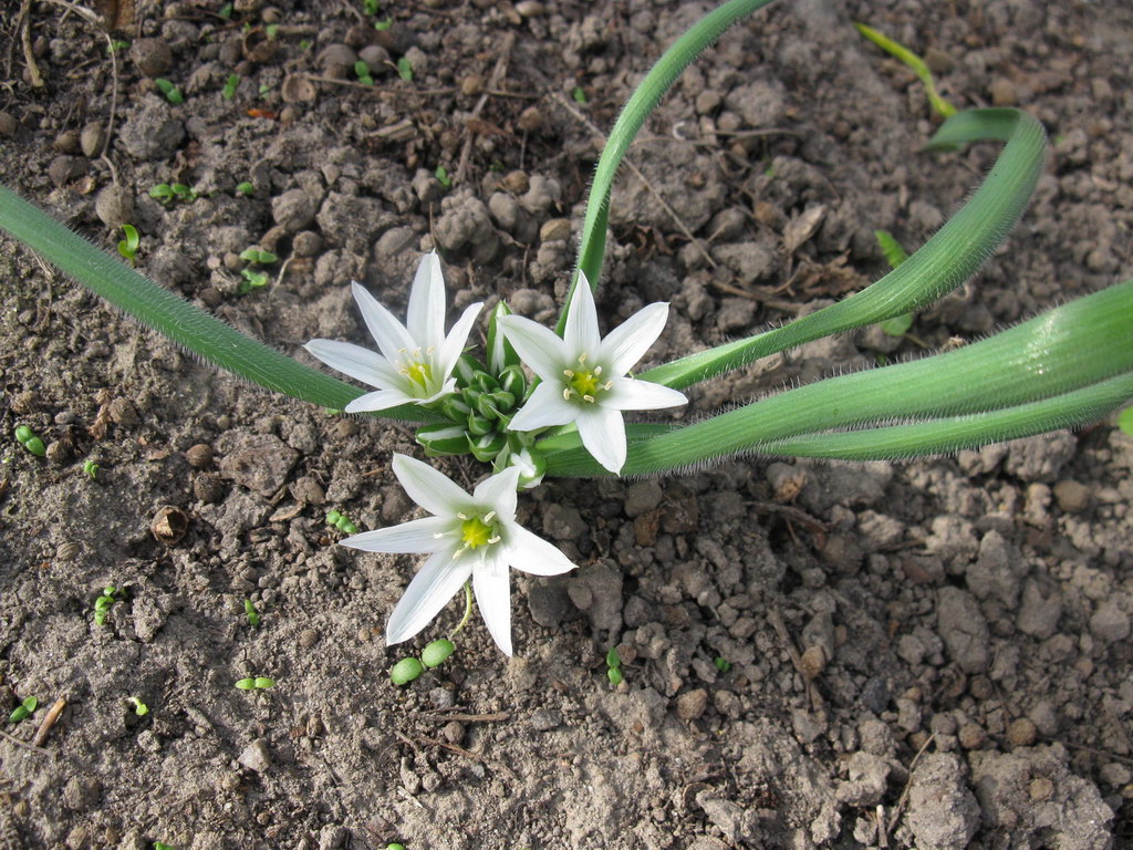 Изображение особи Ornithogalum fimbriatum.