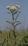 род Achillea