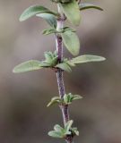 Thymus bashkiriensis. Средняя часть побега. Башкортостан, национальный парк \"Башкирия\", окр. пос. Нугуш, ур. Таллы, петрофитная степь. 06.10.2012.