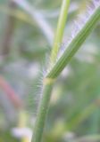 Bromus squarrosus