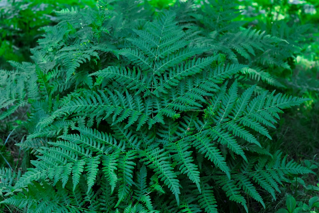 Изображение особи Pteridium pinetorum ssp. sibiricum.