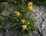 Solidago virgaurea подвид caucasica. Цветущее растение. Карачаево-Черкесия, долина р. Алибек, субальпика, 2350 м н.у.м. 20.07.2013.