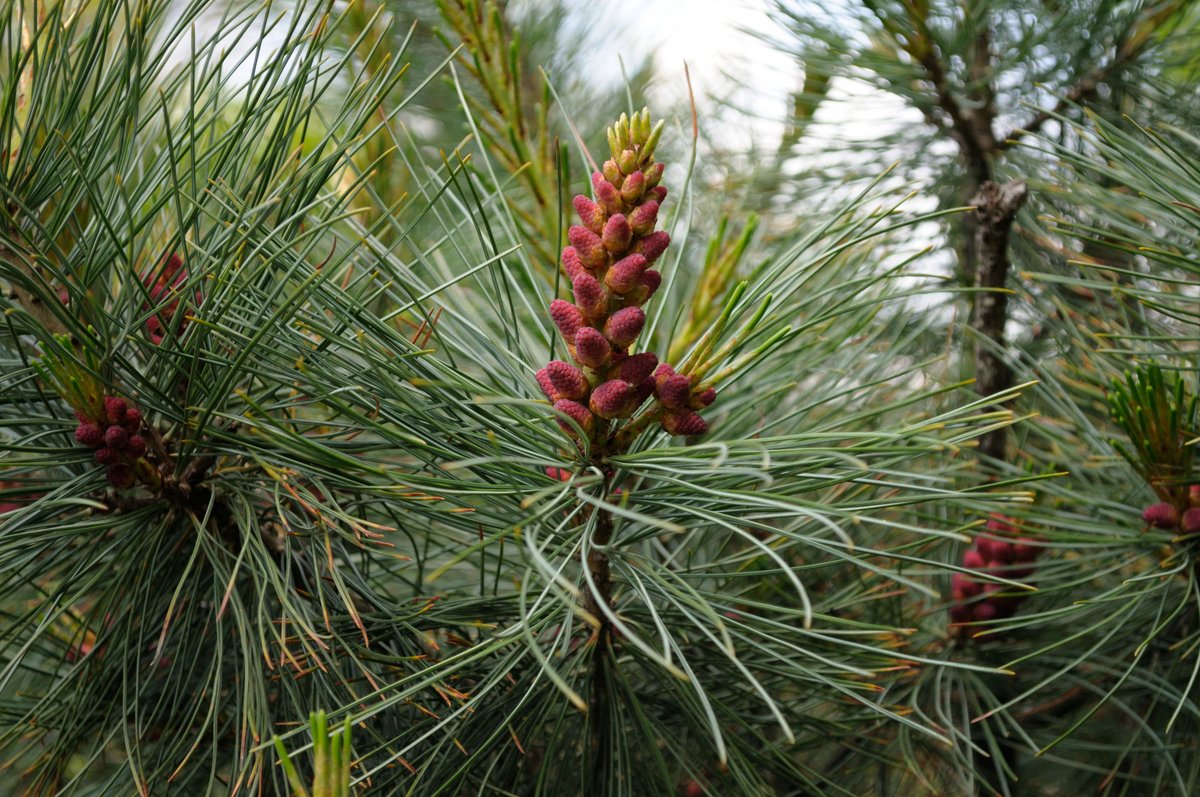 Image of Pinus pumila specimen.