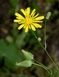 Crepis palaestina