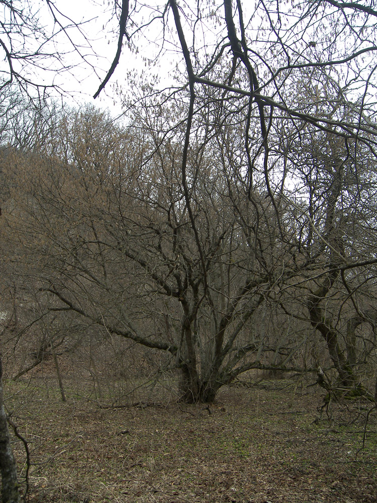 Изображение особи Corylus avellana.