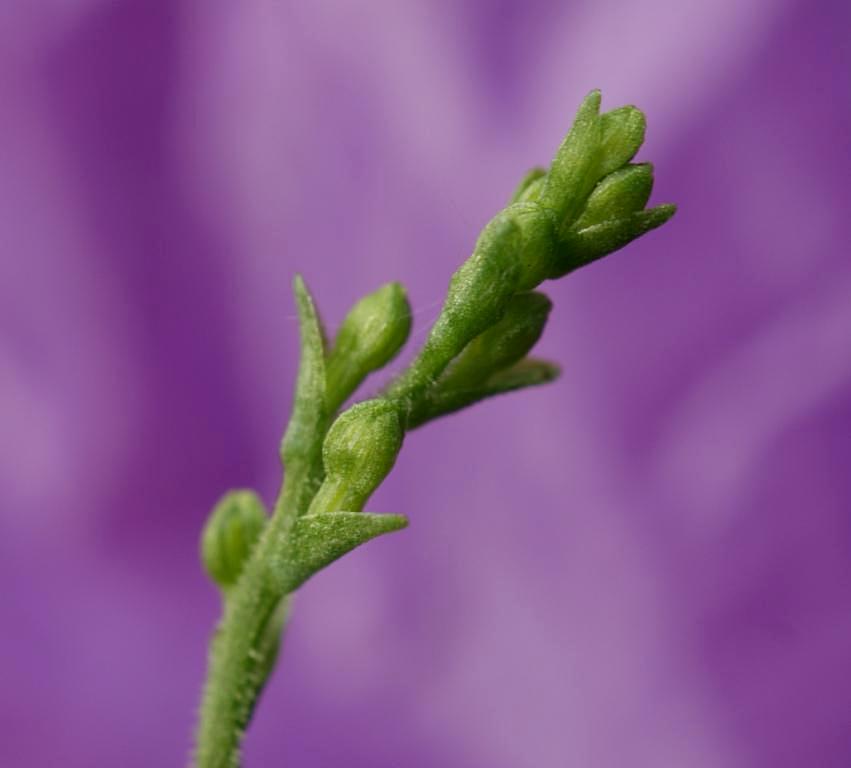 Изображение особи Listera pinetorum.