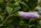 Hibiscus syriacus