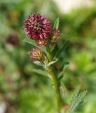 Sanguisorba polygama