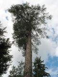 Pinus sylvestris